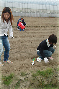 「みずほの郷」の皆さんといっしょに綿花栽培に取り組みました。