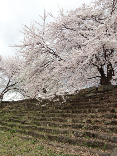 kyoubashigomonsakura.jpg